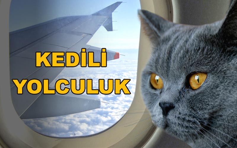 Kedili Yolculuk - Nurşah Şentürk