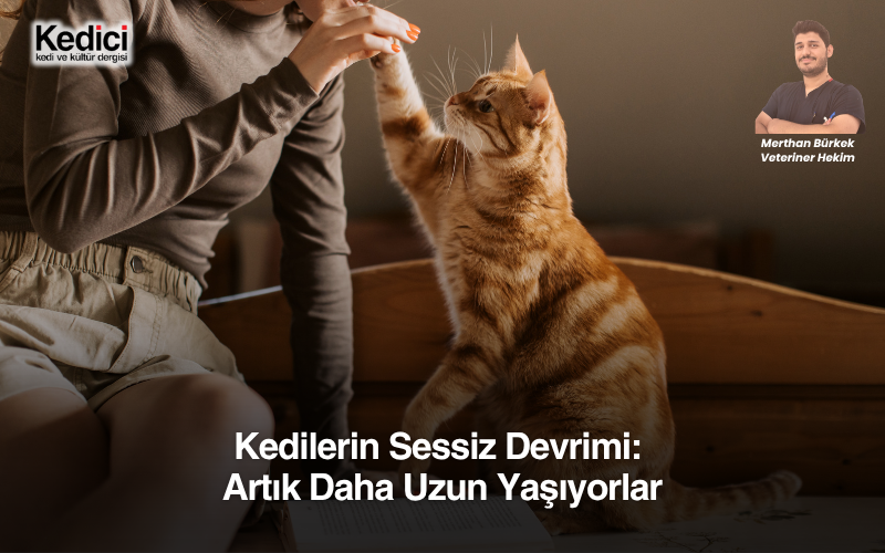 Kedilerin Sessiz Devrimi:  Artık Daha Uzun Yaşıyorlar