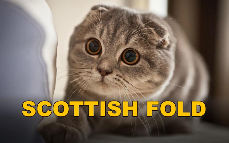 Scottish Fold Kedisi – Orhan Yılmaz
