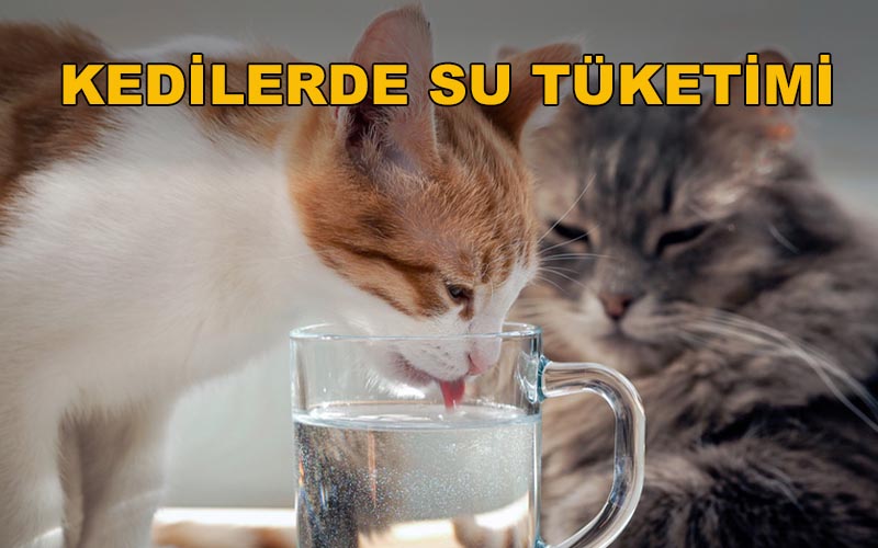 Kedilerde Su Tüketimi - Hidayet Ünal