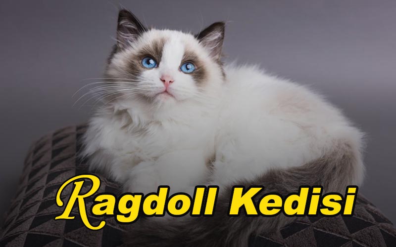 Ragdoll Kedisi - Dr. Orhan Yılmaz