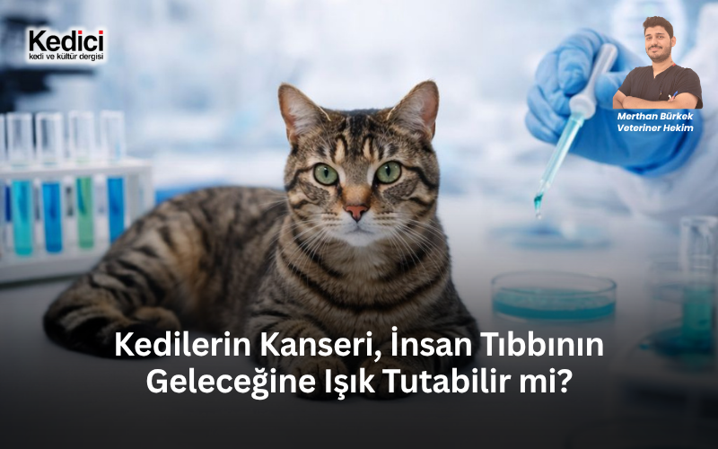Kedilerin Kanseri, İnsan Tıbbının Geleceğine Işık Tutabilir mi?