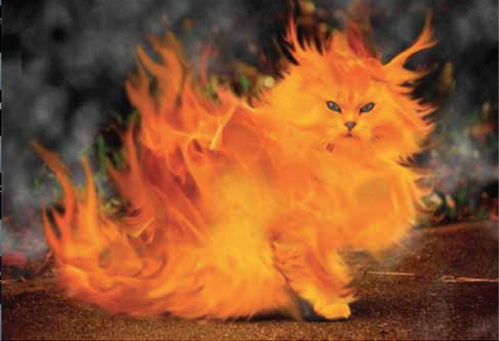 Ateşli Kediler- Ferhan Yüksel 