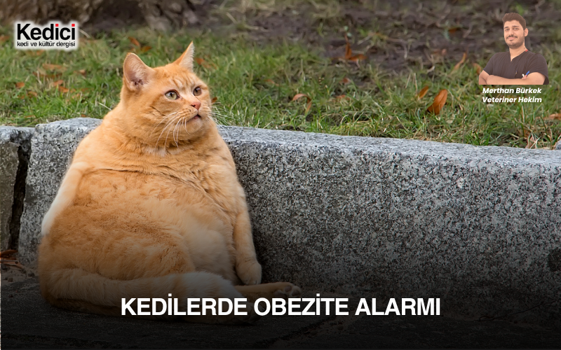 Kedilerde Obezite Alarmı
