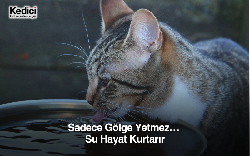 Sadece Gölge Yetmez… Su Hayat Kurtarır.