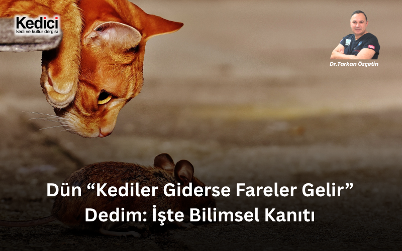 DÜN “KEDİLER GİDERSE FARELER GELİR” DEDİM: İŞTE BİLİMSEL KANITI