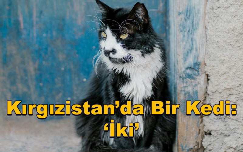 Kırgızistan’da Bir Kedi: ‘İki’  - Işın Selin
