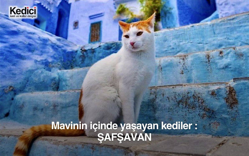 Mavinin içinde yaşayan kediler : ŞAFŞAVAN