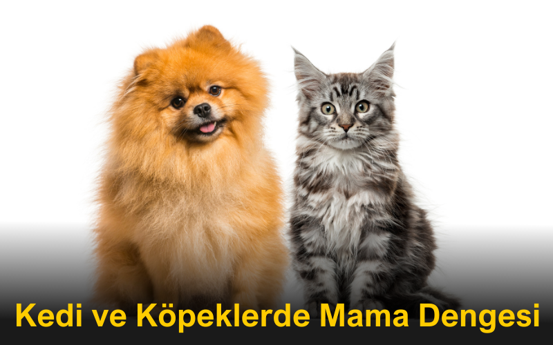 Kedi ve Köpeklerde Mama Dengesi