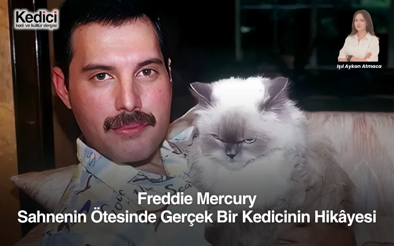 FreddIe Mercury: Sahnenin Ötesinde Gerçek Bir Kedicinin Hikâyesi