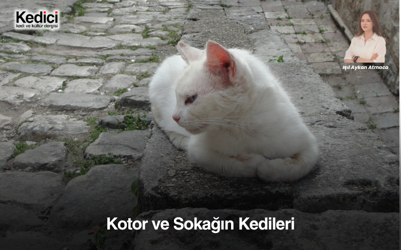 Kotor ve Sokağın Kedileri