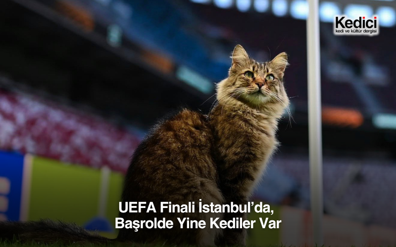 UEFA Finali İstanbul’da, Başrolde Yine Kediler Var