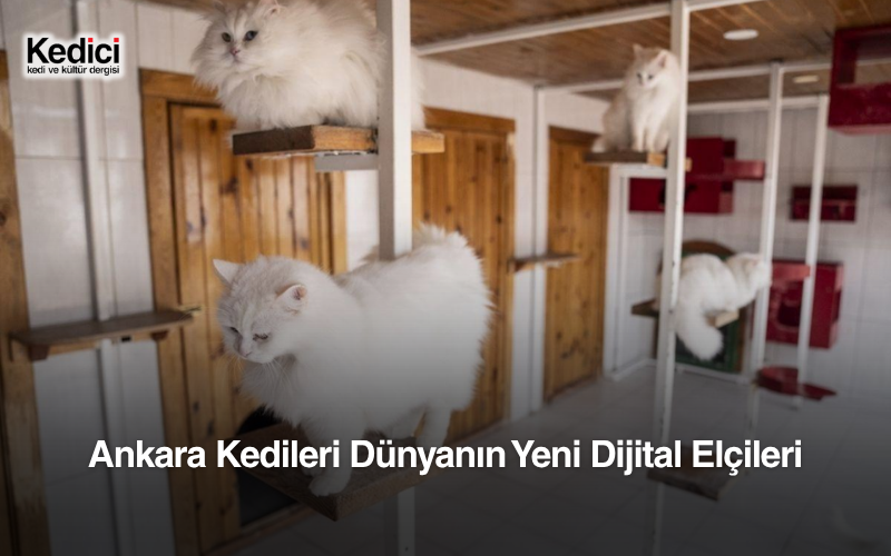Ankara Kedileri Dünyanın Yeni Dijital Elçileri