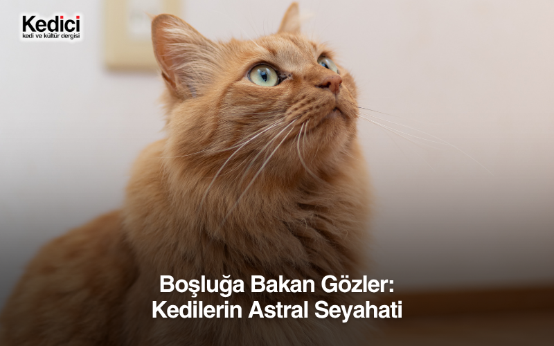 Boşluğa Bakan Gözler: Kedilerin Astral Seyahati