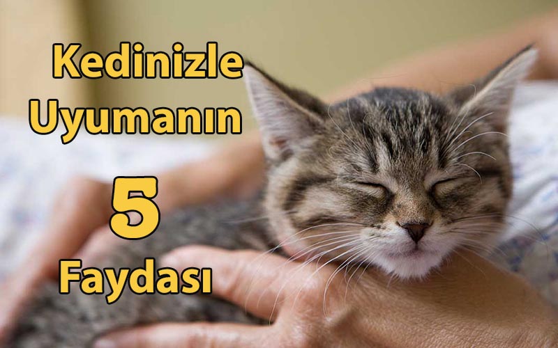 Kedinizle Uyumanın 5 Faydası 
