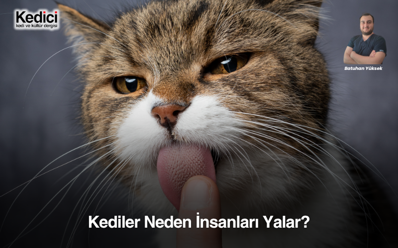 Kediler Neden İnsanları Yalar?