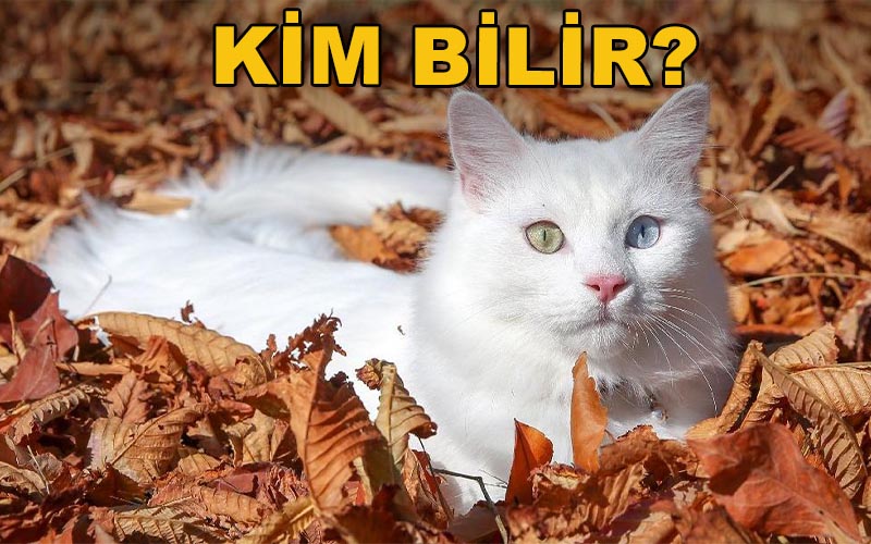 Kim Bilir? - Prof. Dr. Ahmet Özcan